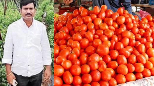 পরীক্ষায় ফেল করে টম্যাটো চাষ, কোটিপতি পড়ুয়া