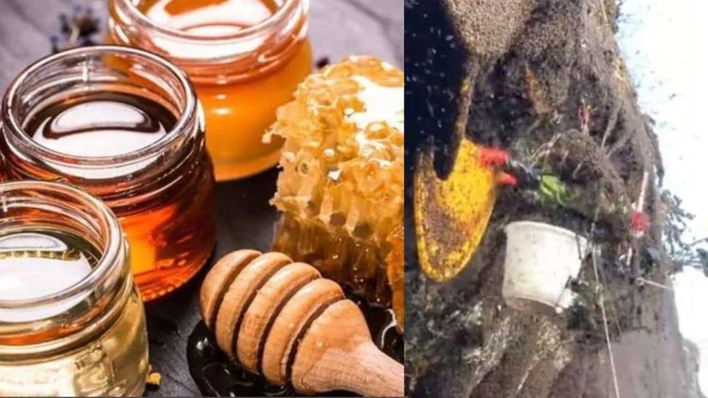 প্রতি কেজি ‘এলভিশ’ মধুর দাম ৯ লক্ষ টাকা!