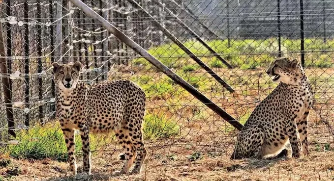 কুনো অভয়ারণ্যে শেষ দুটি চিতার মৃত্যুর কারণ জানালেন কেন্দ্রীয় মন্ত্রী ভূপেন্দ্র যাদব