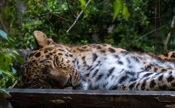 বিদ্যুৎস্পৃষ্ট হয়ে মৃত্যু মা লেপার্ড সহ ২ শাবকের, গ্রেফতার ৪