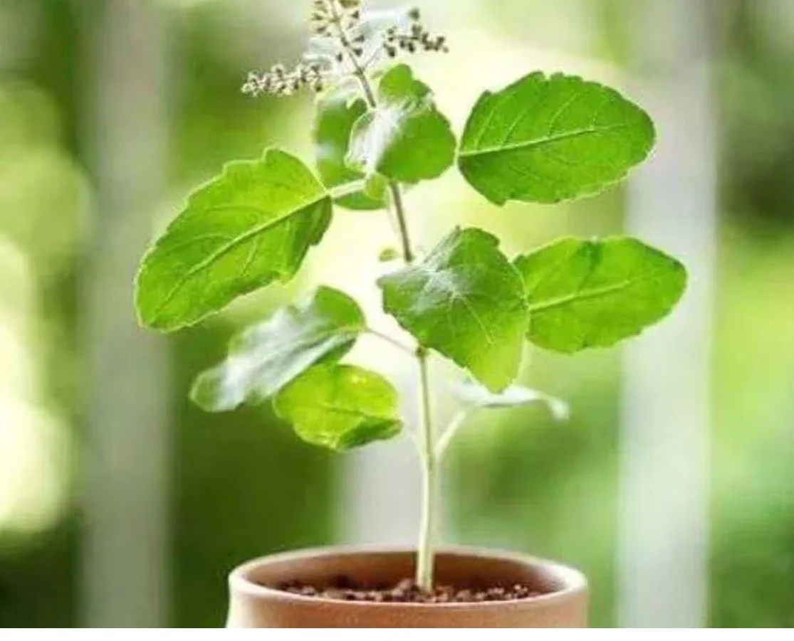মশার উৎপাত বন্ধে বাড়ির বাগান, টবে বসান এই গাছগুলি