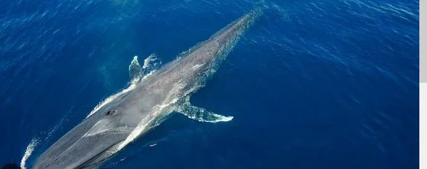 বিশ্বের সবচেয়ে বড় প্রাণীর খোঁজ, ৫ হাজার মানুষের ওজনের সমান!