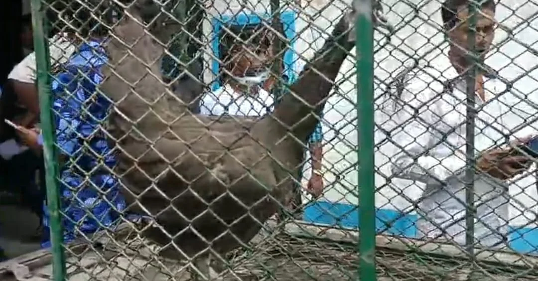 ময়ূর সহ বাজপাখি উদ্ধার করে বনদফতরের হাতে তুলে দিল পুলিশ, পলাতক মালিক