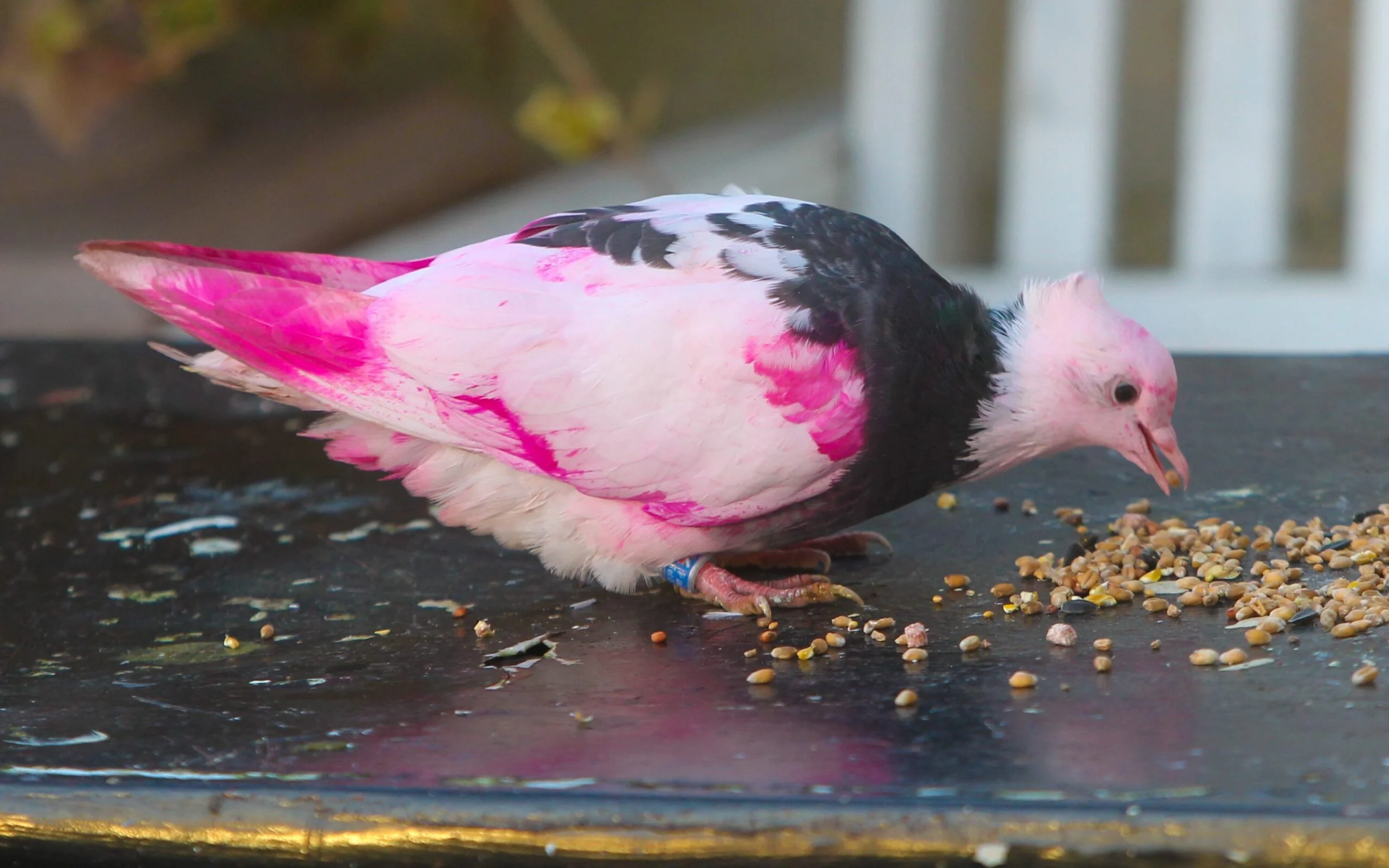 রহস্যময় গোলাপি পায়রা! ব্রিটেনের বিউরিতে তীব্র আলোড়ন