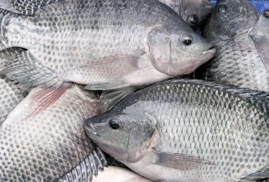 তেলাপিয়া খেয়ে ভেন্টিলেশনে মার্কিন মহিলা!