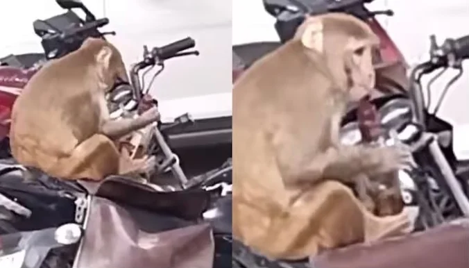 ড্রাই ডে! কানপুরে পুলিশের বাইক থেকে মদ চুরি বানরের