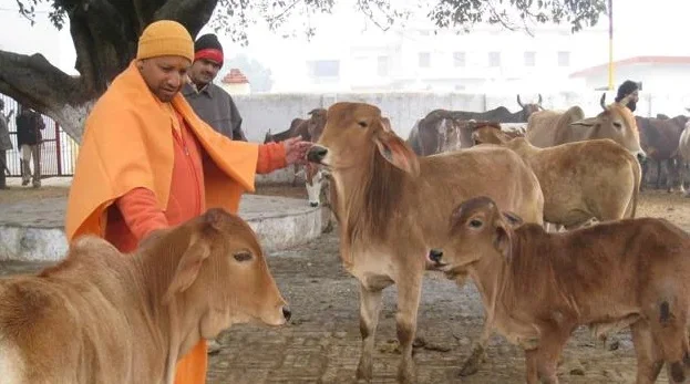 উত্তরপ্রদেশে গরুশুমারী করার নির্দেশ দিল যোগী সরকার
