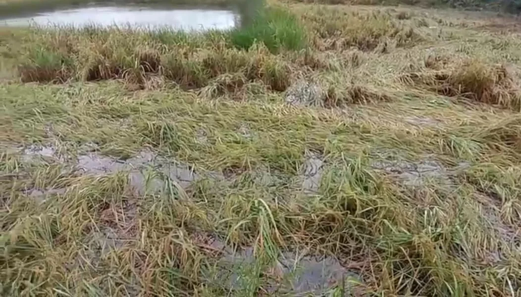 'মিধিলি' ঝড়ে ক্ষতি ধানে, ঋণ পরিশোধের দুশ্চিন্তায় সুন্দরবনের কৃষকরা