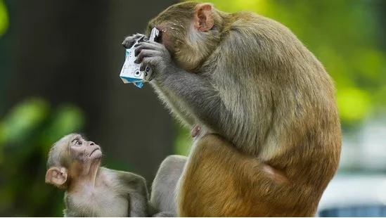 ১০ বছরের বালকের নাড়ি ভুঁড়ি টেনে ছিঁড়ে নৃশংস ভাবে খুন করল বাঁদর