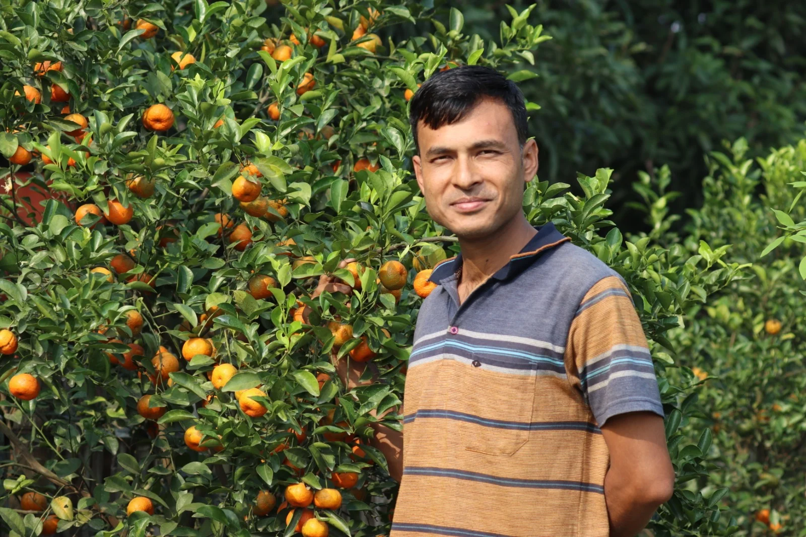 মালদার মাটিতে মিষ্টি কমলা ফলিয়ে নজর কেড়েছেন দীপক রাজবংশী