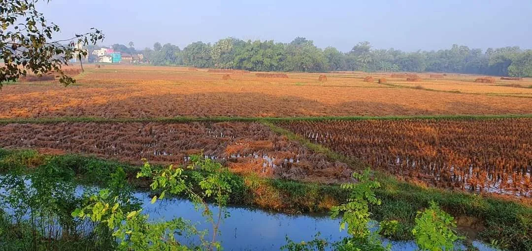 রবিশস্য ফসলের মরসুমে অকাল বৃষ্টিতে সমস্যায় কৃষকেরা