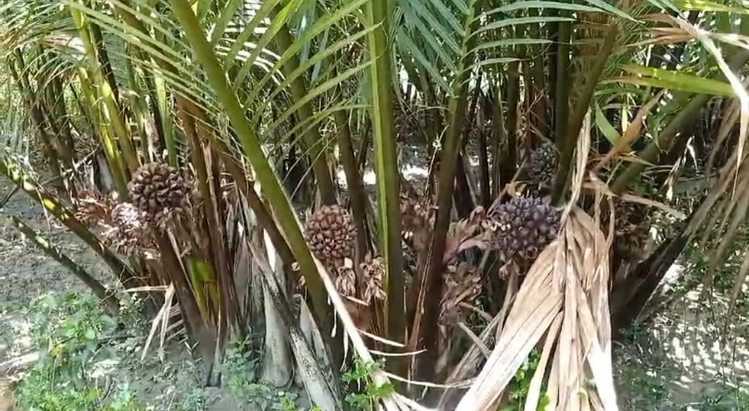 গোলপাতা ফলের রস টেক্কা দিচ্ছে শীতের খেজুর রসকে, জানুন সুন্দরবনের এই সুস্বাদু পাতাকে