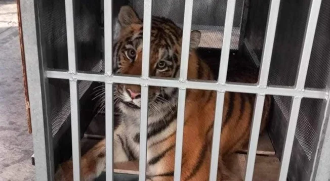 কলকাতায় হাজির জোড়া সাইবেরিয়ান বাঘ