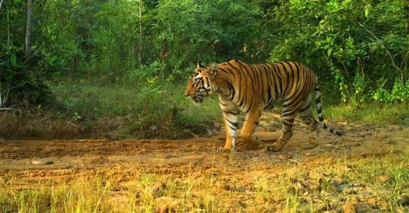 কেরলে নরখাদক বাঘের আতঙ্ক!