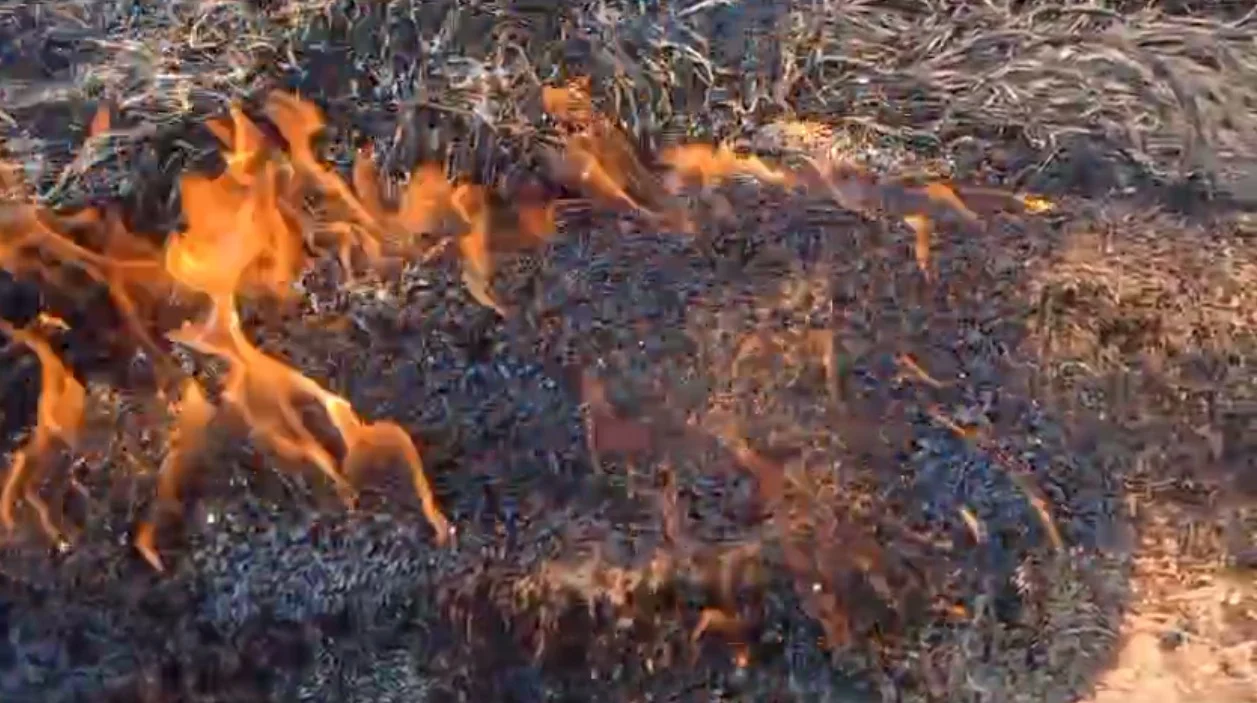 হাওড়ার জগৎবল্লভপুরে ধানের গাদায় আগুন, দুষ্কৃতীদের শনাক্তে তদন্তে পুলিশ