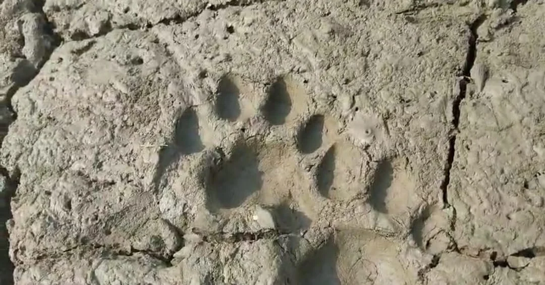 সুন্দরবনের কুলতলির মৈপীঠ ভুবনেশ্বরীতে বাঘের পায়ের ছাপকে ঘিরে আতঙ্ক,  ঘটনাস্থলে পুলিশ ও বন দফতর