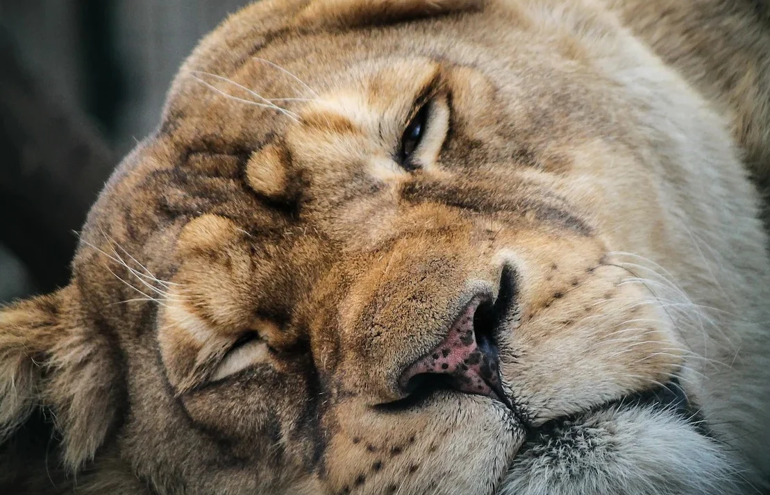 গুজরাতে এই নিয়ে তৃতীয়বার ট্রেনের ধাক্কায় মৃত্যু আরও একটি সিংহীর