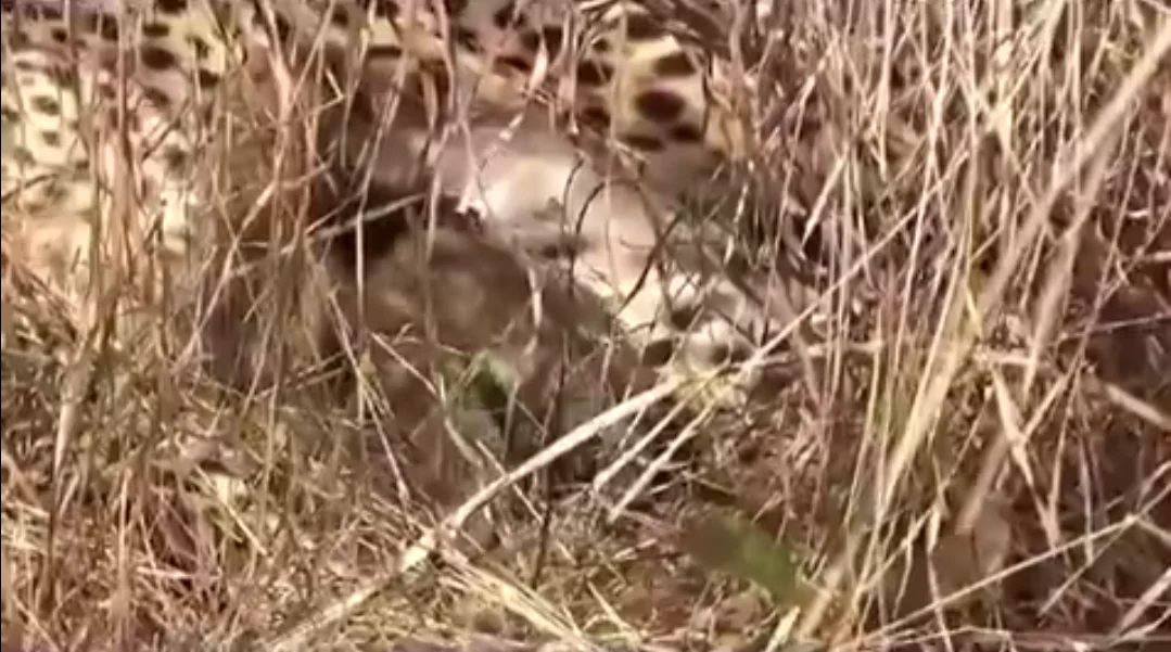 কুনো ন্যাশনাল পার্কে তিন নতুন অতিথি