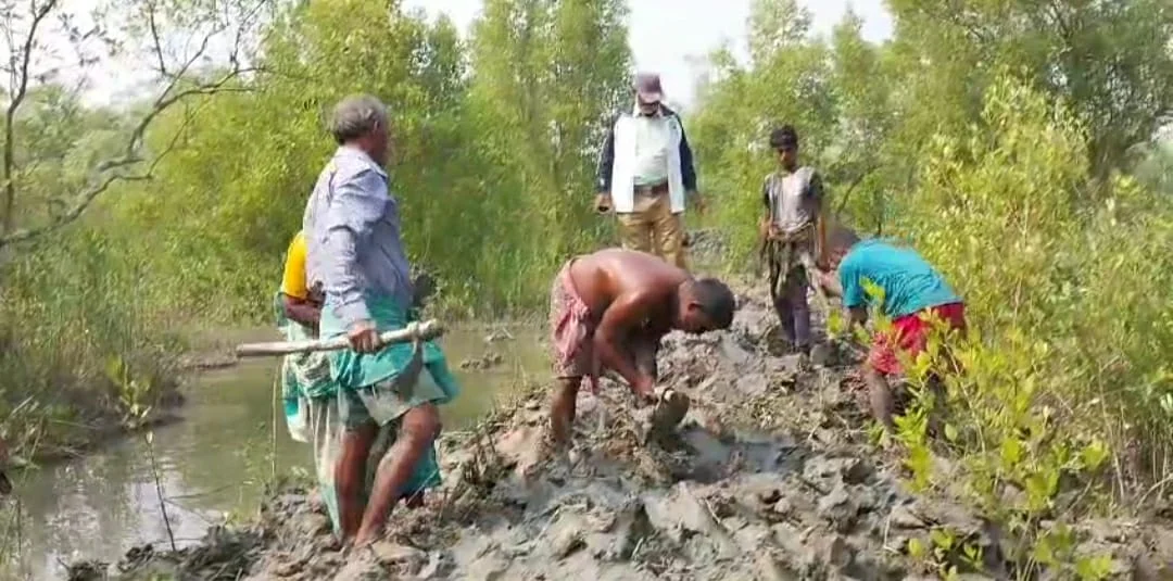 কুলতলিতে নতুন করে ম্যানগ্রোভ বসানোর কাজ শুরু বন দফতরের