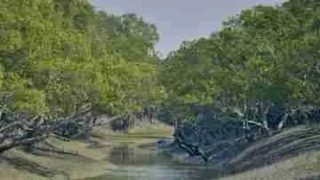 সুন্দরবনের জঙ্গলে মধু সংগ্রহের সময়সীমা বাড়ানোর দাবি 