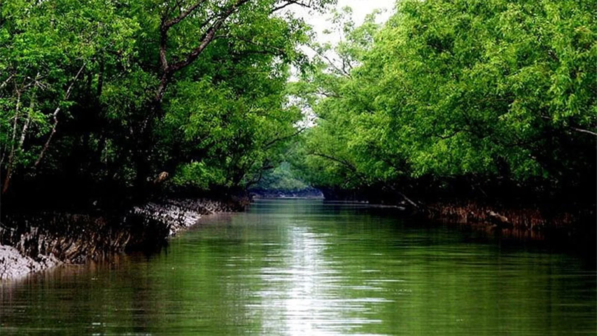 সুন্দরবন রক্ষায় বিশ্বব্যাংক এবং রাজ্য সরকারের সহায়তায় ৪১০০ কোটি টাকার প্রকল্প