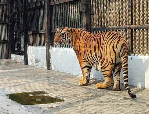 আলিপুর চিড়িয়াখানায় ৩ নয়া অতিথি, এবার ব্যাটারি চালিত গাড়িতে ঘুরে দেখা যাবে