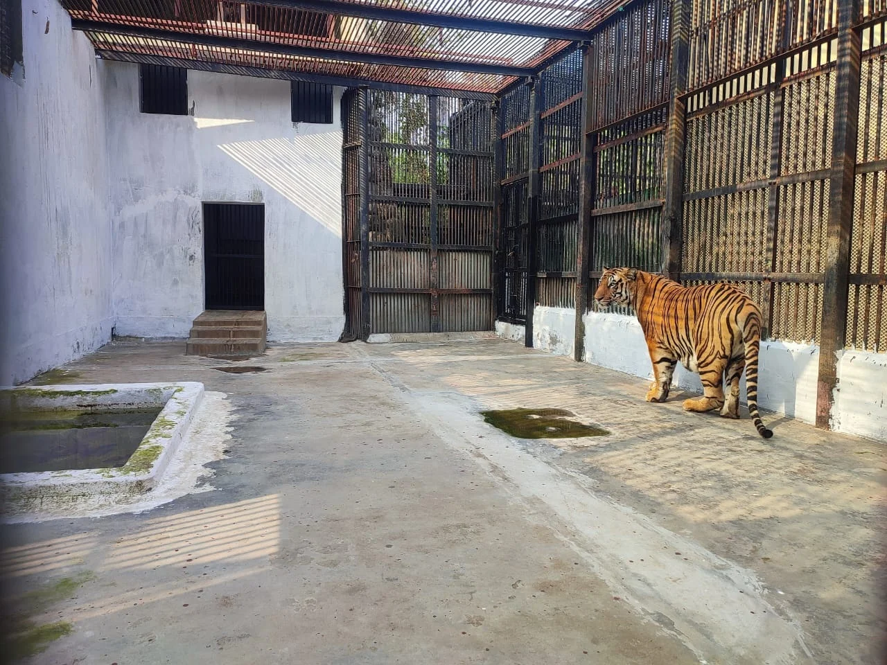 আলিপুর চিড়িয়াখানায় ৩ নয়া অতিথি, এবার ব্যাটারি চালিত গাড়িতে ঘুরে দেখা যাবে