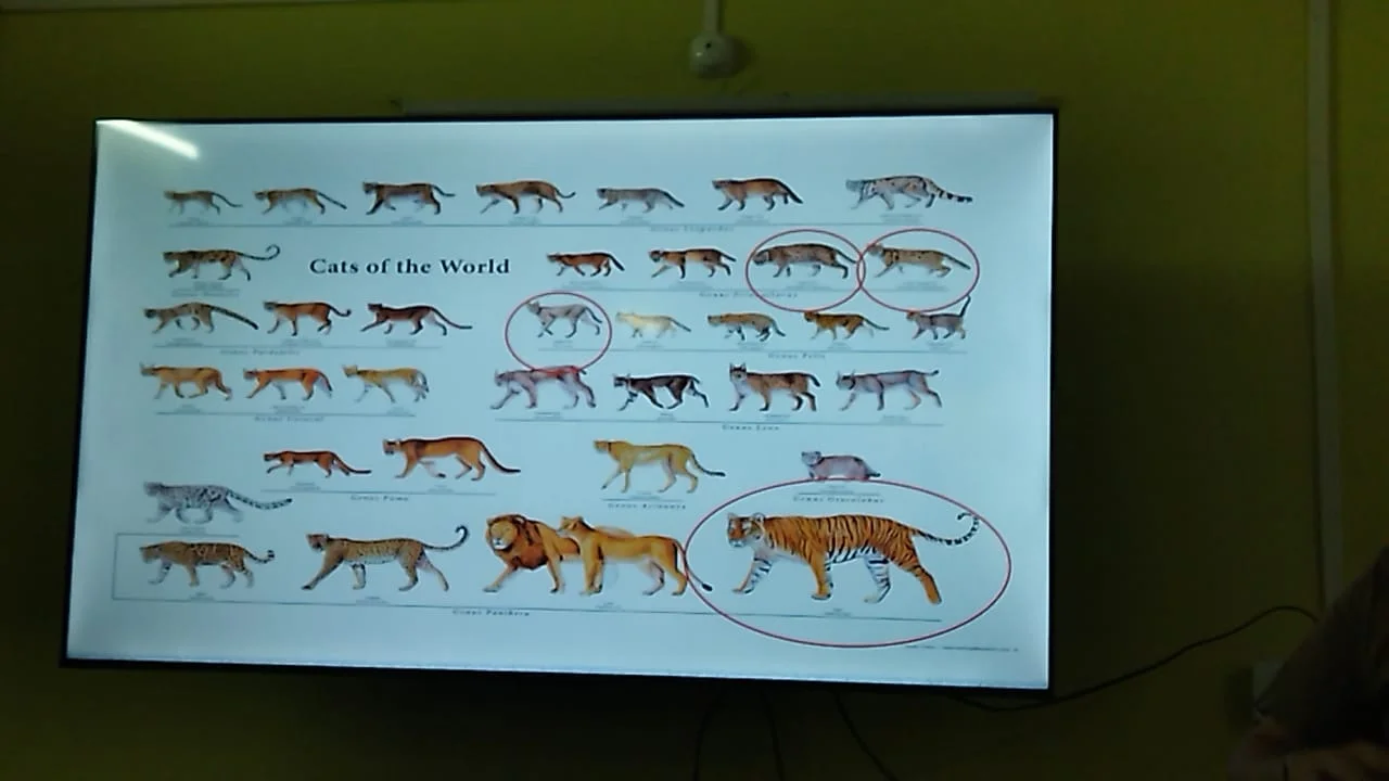 এবার বাঘরোল সংরক্ষণে গুরুত্ব দিচ্ছে রাজ্য সরকার