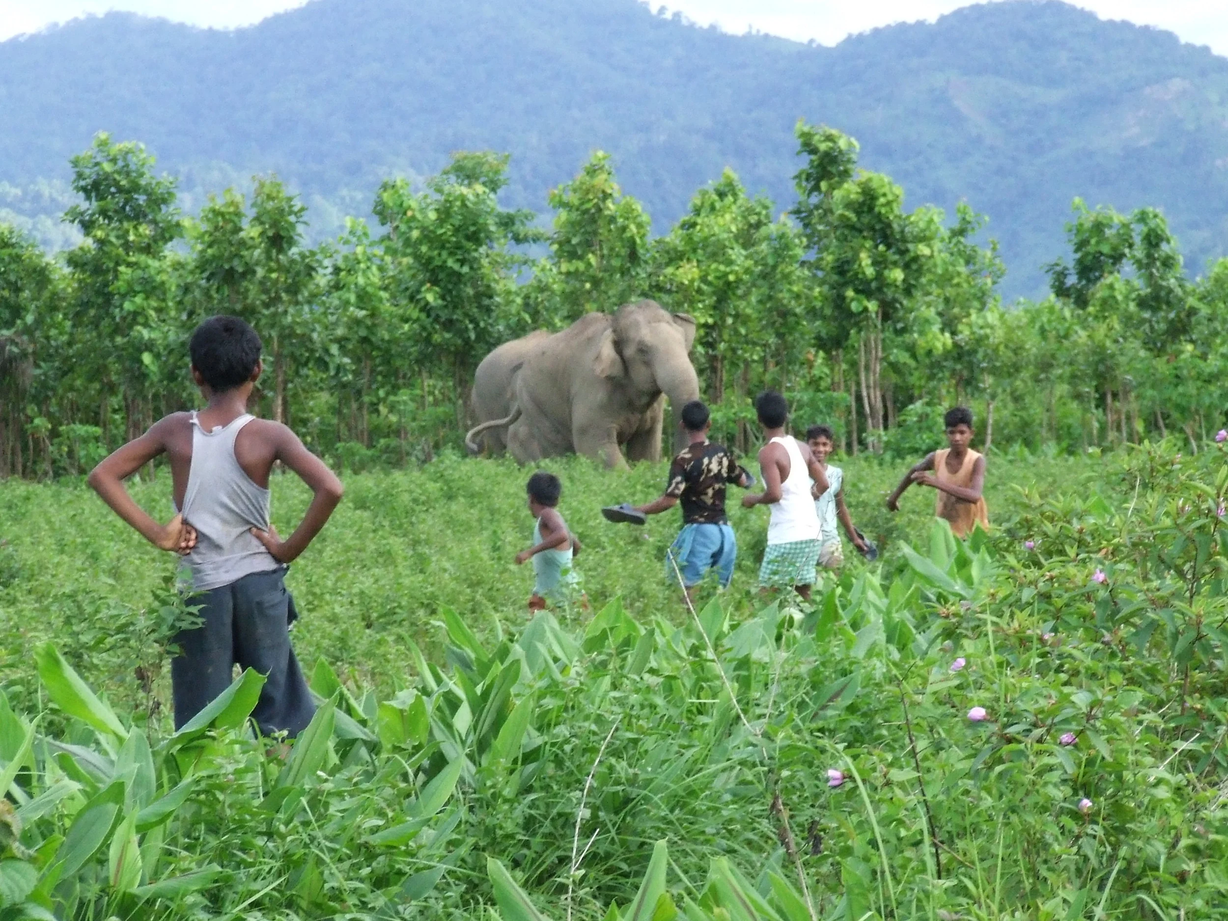 কর্নাটকে বন্যপ্রাণীদের আক্রমণে প্রতি সপ্তাহে গড়ে একজন মানুষের প্রাণহানি, মৃত্যুর সংখ্যা ৬০০ ছাড়িয়েছে