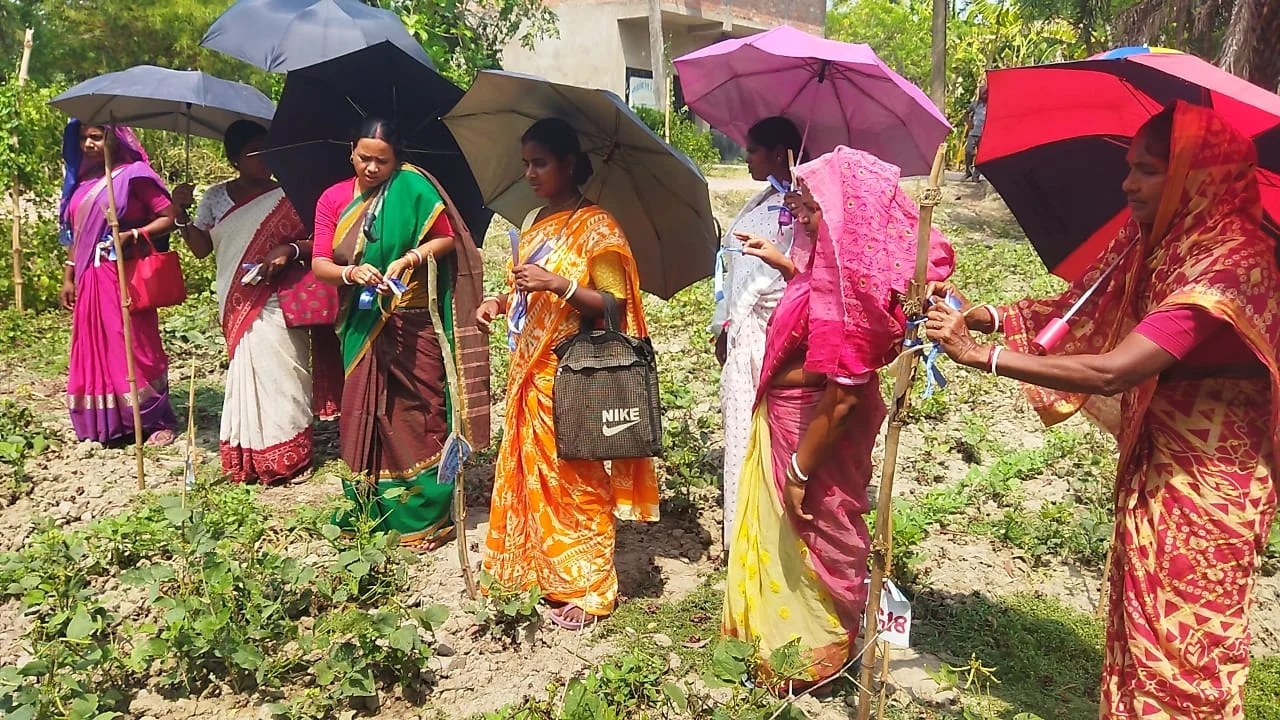 সুন্দরবনে ধানের পাশাপাশি লবণ সহনশীল বিকল্প চাষে উদ্যোগ
