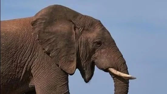 মধ্যপ্রদেশের বান্ধবগড় অভয়ারণ্যে মৃত ৭ হাতি, অসুস্থ আরও ২