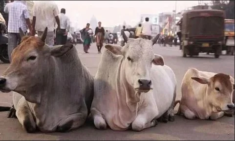 অসমে গোমাংস নিষিদ্ধ করার তীব্র প্রতিবাদ মেঘালয়ে