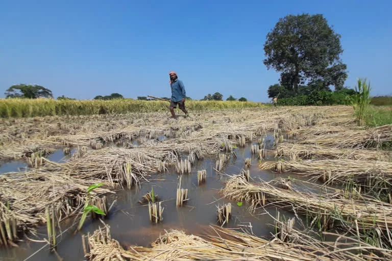 খানাকুলে ডিভিসির জলে অকাল প্লাবন, জলের তলায় সবজি-ধান-আলু