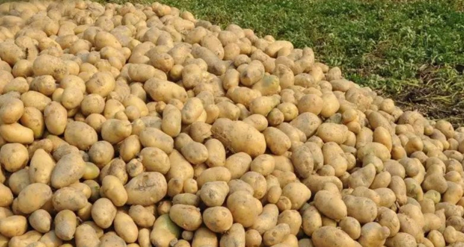 ভালো ফলন হওয়ায় দাম কমছে আলুর, লোকসানের মুখে কৃষকরা