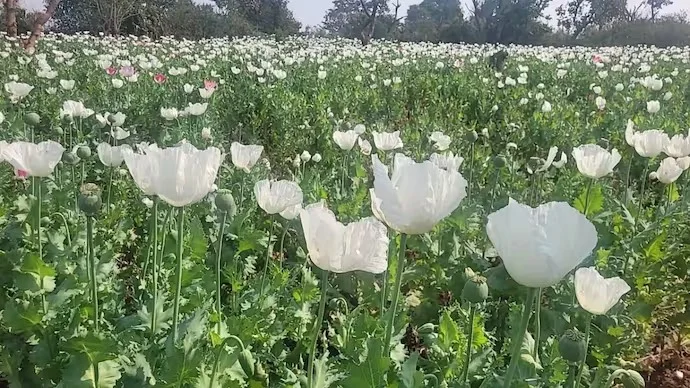 রাজস্থানের মন্দিরে হানা এনসিবি-র, বাজেয়াপ্ত ৫৮ কেজির বেশি আফিম