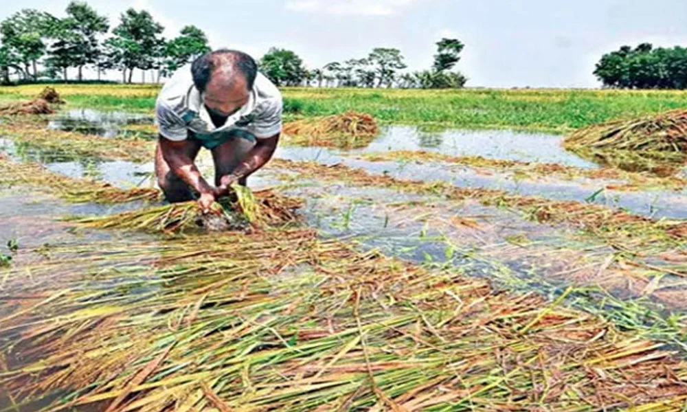 বন্যায় ক্ষতিগ্রস্ত জমি, চাষিদের পাশে দাঁড়াতে বড় সিদ্ধান্ত রাজ্যের