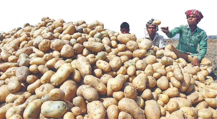 নিম্নমুখী দাম ও ঝড়-বৃষ্টি, ক্ষতির মুখে আলু চাষিরা