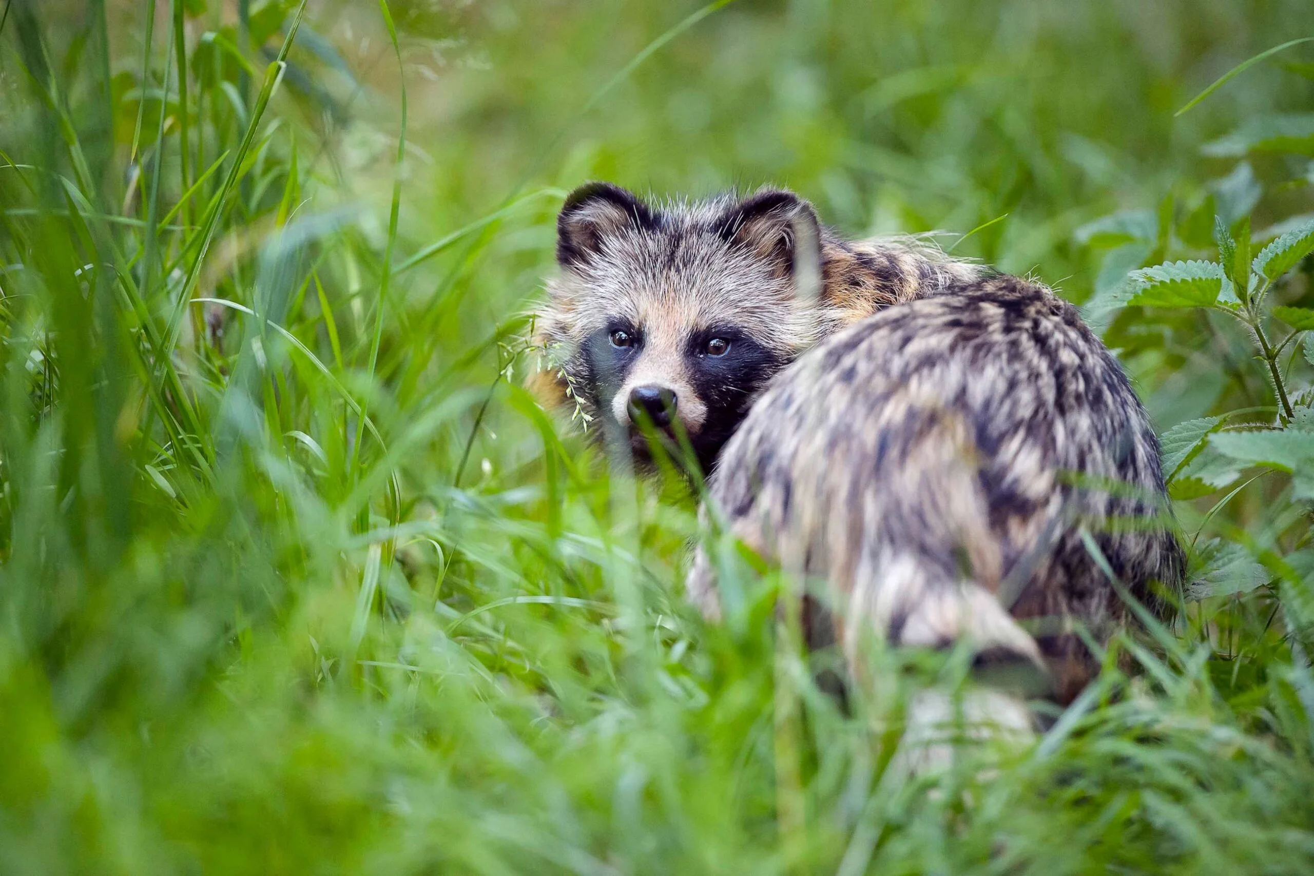 কোভিডের উৎস কি রেকুন কুকুর?