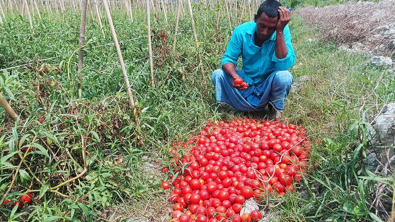 টমেটোর দর ১ টাকা কেজি, উৎপাদন খরচও উঠছে না কৃষকদের