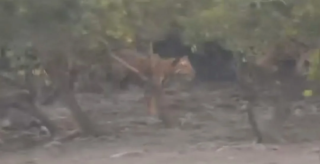 সুন্দরবনে আবারও বাঘের দর্শন পেল পর্যটকেরা