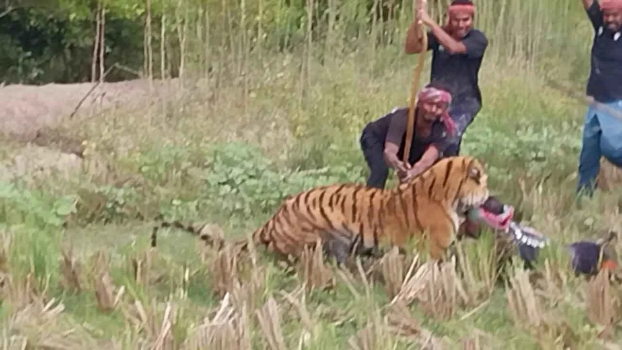 বাঘকে জঙ্গলে ফেরাতে গিয়ে বিপত্তি, বাঘের কামড়ে গুরুতর আহত অস্থায়ী বনকর্মী