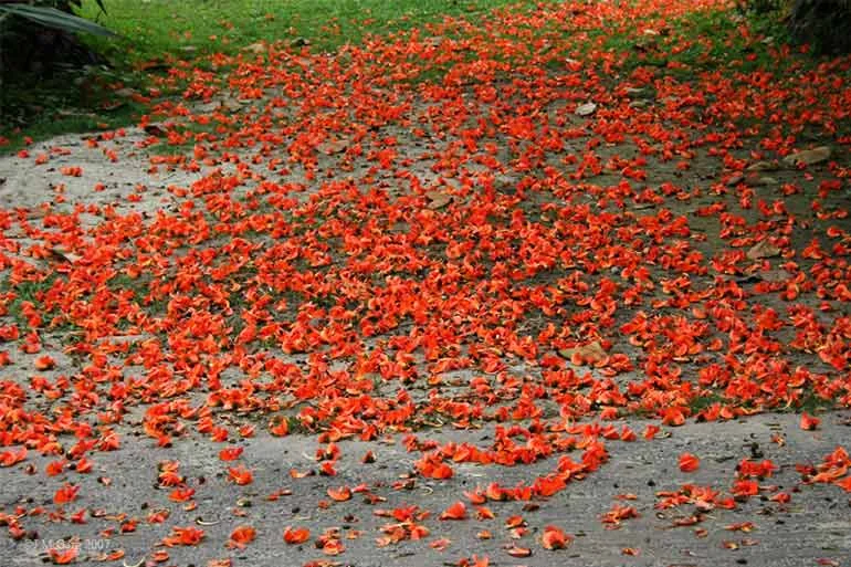 বসন্তের রঙে রাঙা বেলুড়: শহরেই পলাশের স্বপ্নরাজ্য