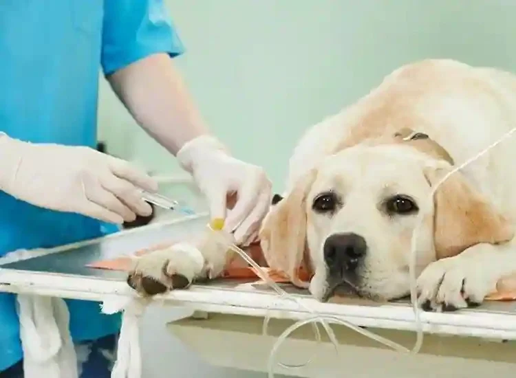 নিউ টাউনে পশু হাসপাতাল গড়বে রাজ্য