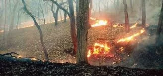 ডুয়ার্সের কাঠামবাড়ি জঙ্গলে আগুন, চাঞ্চল্য