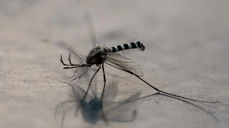 কলম্বিয়ায় Yellow fever-এর প্রাদুর্ভাব