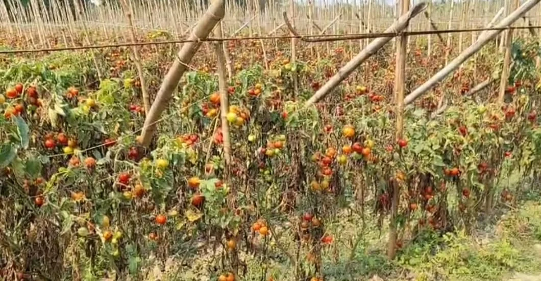 দক্ষিণ চব্বিশ পরগনায় দাম না পাওয়ায় বাগানে নস্ট হচ্ছে  টমেটো