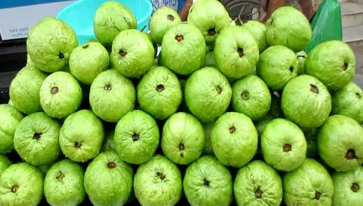 জয়নগরের মোয়ার পরে এবার বারুইপুরের পেয়ারার জি আই স্বীকৃতি,  উপকৃত হবেন পেয়ারার সঙ্গে যুক্তরা