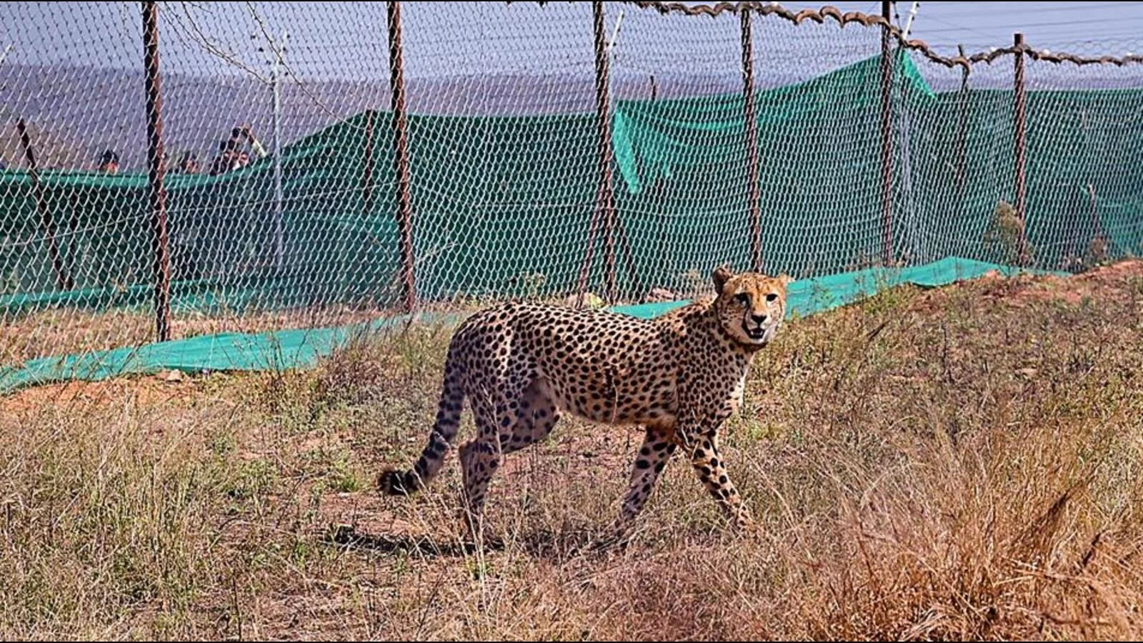দক্ষিণ আফ্রিকার বতসোয়ানা থেকে আরও ৮টি চিতা আনা হচ্ছে, ৪টি চিতা মে মাসে আসবে