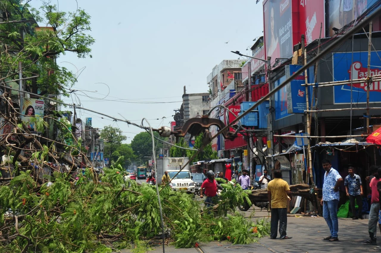 হাতিবাগানে গাছ পড়ে যান চলাচল ব্যাহত