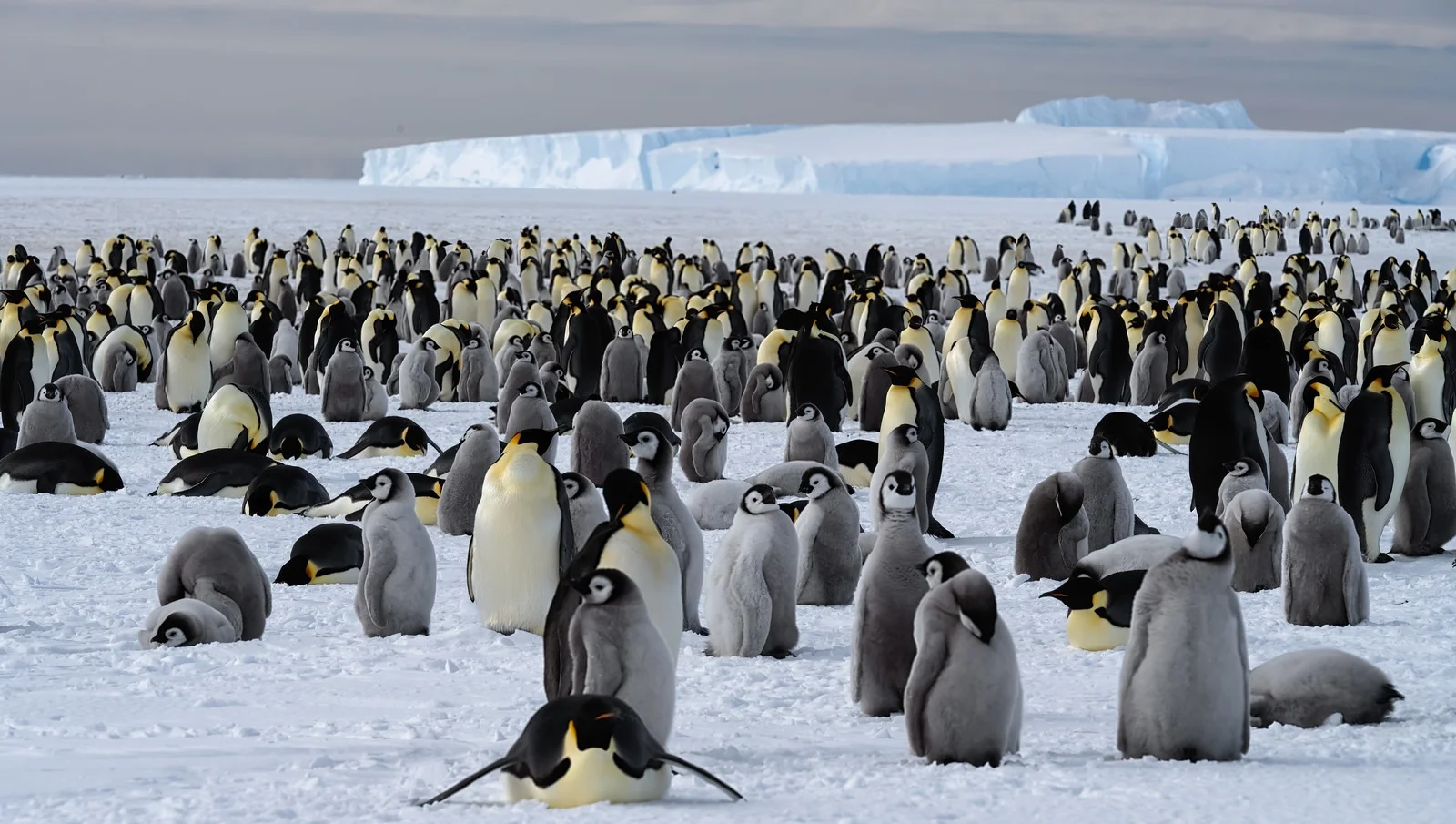 অ্যান্টার্কটিকার বরফগলা রুখছে পেঙ্গুইনের মল
